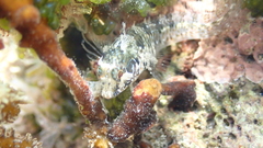 Parablennius incognitus