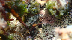 Parablennius incognitus