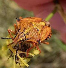 Carpocoris mediterraneus atlanticus