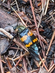 Nicrophorus tomentosus