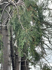 Chamaecyparis lawsoniana