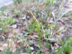 Sorghum × drummondii