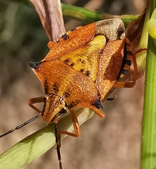 Carpocoris mediterraneus atlanticus