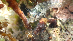 Parablennius incognitus