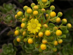 Aeonium spathulatum image