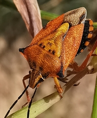 Carpocoris mediterraneus atlanticus