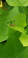 Polistes exclamans