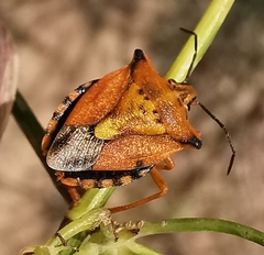 Carpocoris mediterraneus atlanticus