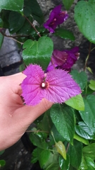 Dalechampia dioscoreifolia