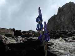Corydalis hemidicentra