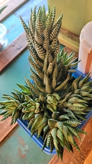 Haworthiopsis fasciata