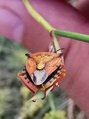 Carpocoris mediterraneus atlanticus