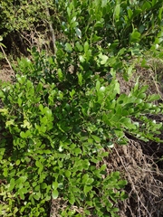 Dermatophyllum secundiflorum