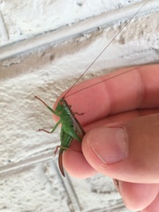 Tettigoniidae
