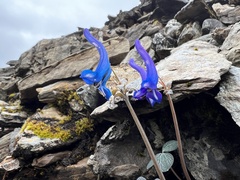 Corydalis hemidicentra