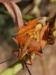 Carpocoris mediterraneus atlanticus