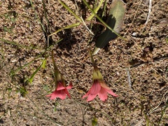 Romulea obscura