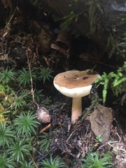 Gyroporus