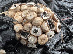 Nidulariaceae