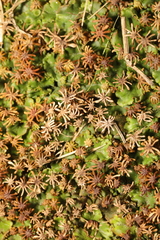 Marchantia polymorpha ruderalis