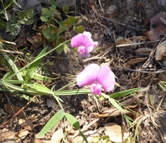 Lathyrus latifolius