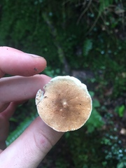Gyroporus