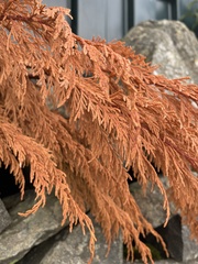 Chamaecyparis lawsoniana