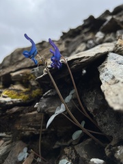Corydalis hemidicentra