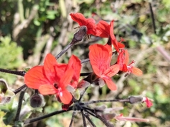 Pelargonium fulgidum