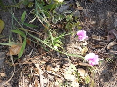 Lathyrus latifolius