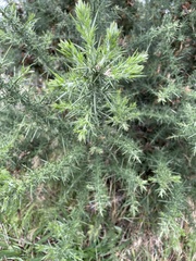 Ulex