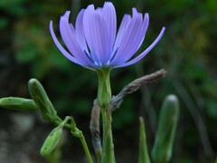 Lactuca perennis