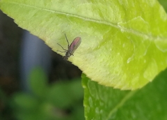 Empidoidea