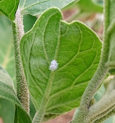 Cryptolaemus