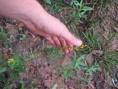 Solidago arguta arguta