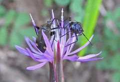 Closterotomus cinctipes