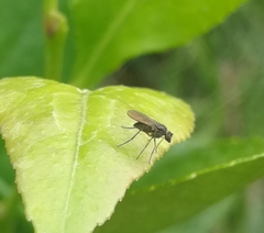 Empidoidea