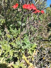 Pelargonium fulgidum