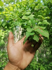 Karwinskia humboldtiana