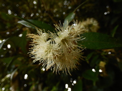 Myrceugenia planipes