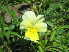 Viola calcarata