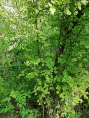 Karwinskia humboldtiana