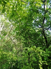Karwinskia humboldtiana