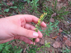 Solidago arguta arguta