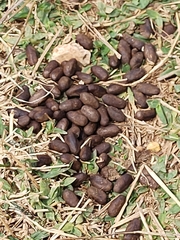 Hydrochoerus hydrochaeris