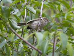 Pachysylvia aurantiifrons