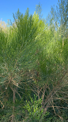 Baccharis sarothroides