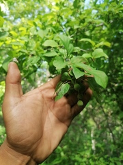 Karwinskia humboldtiana