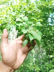 Karwinskia humboldtiana