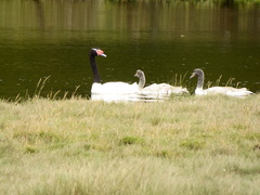 Cygnus melancoryphus